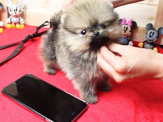 Pomeranian μικροσκοπική spitz.